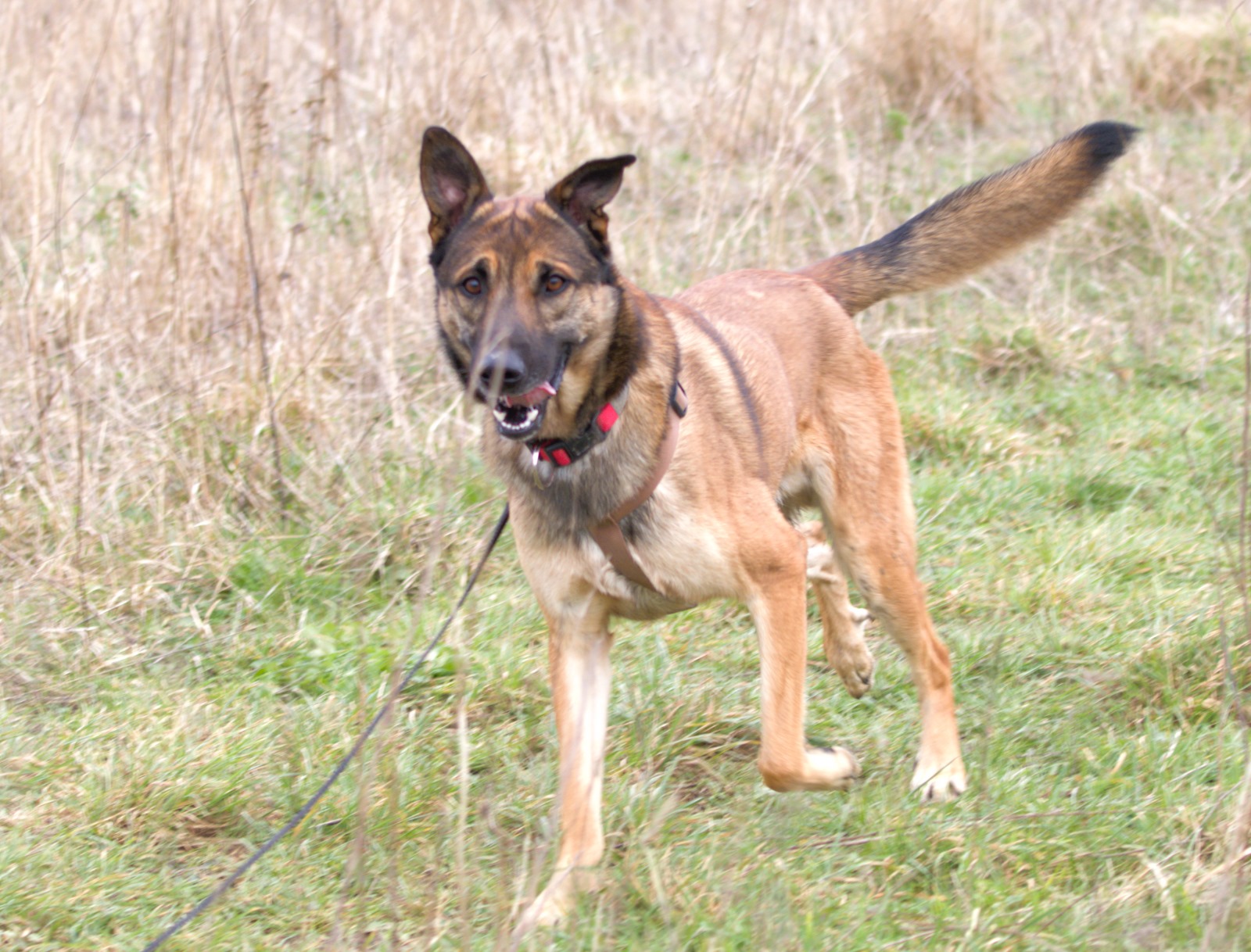 TOBY> en pré-adoption